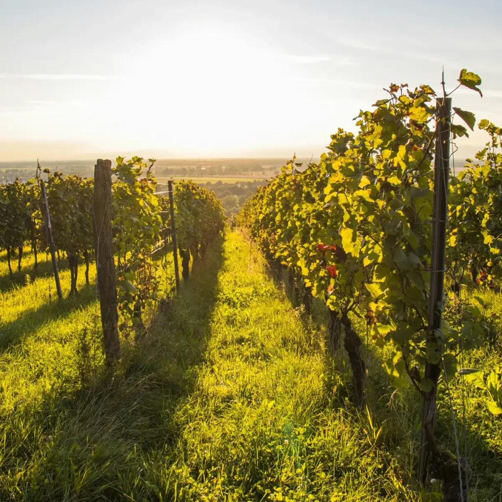 Vinograd u zalasku sunca