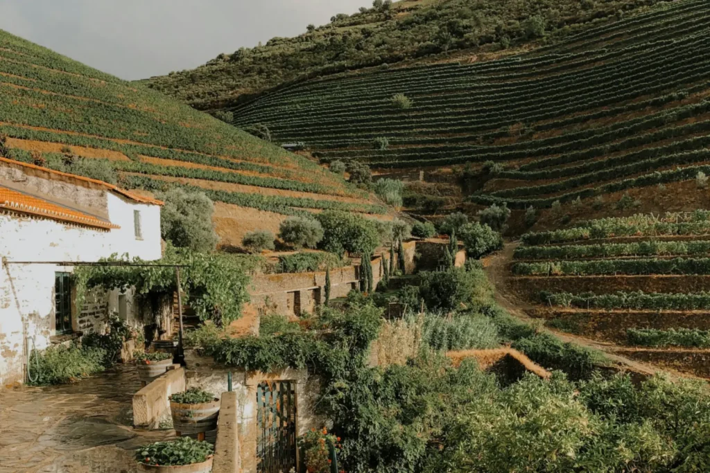 Terasasti vinogradi u dolini Douro
