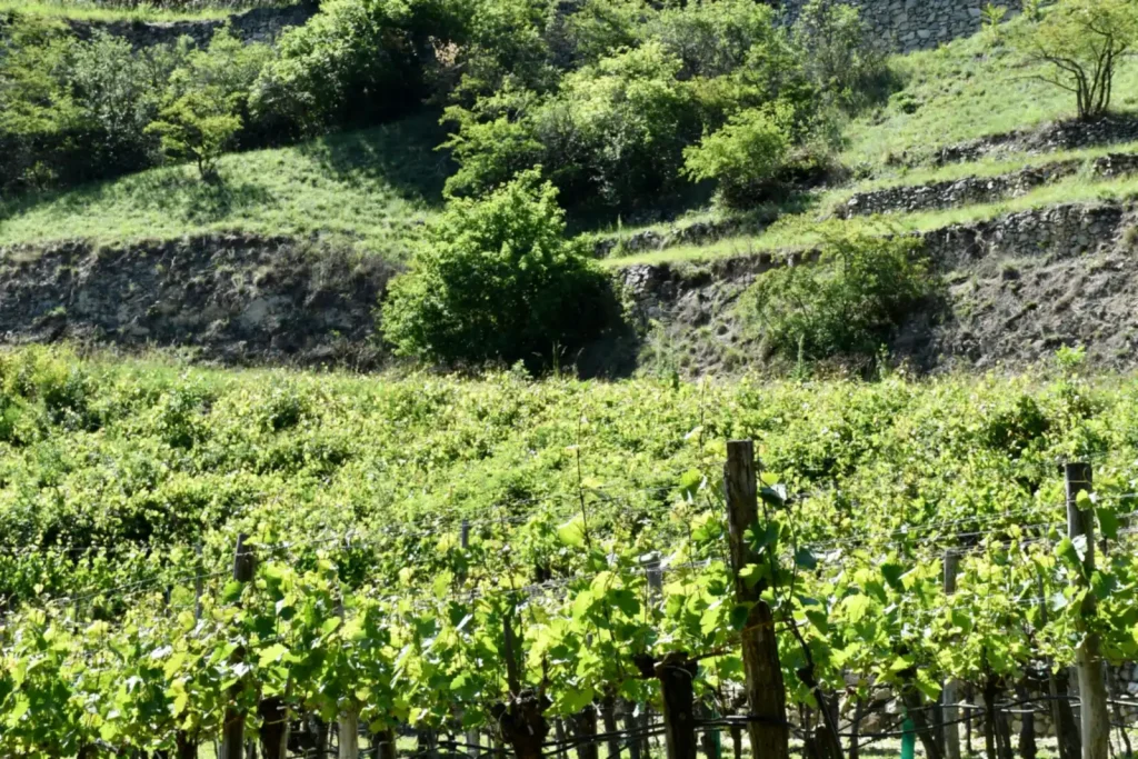 Vinograd na obroncima Fruške gore